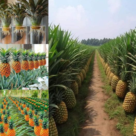 Pineapple Planting